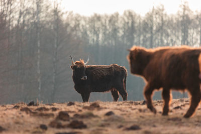 Graceful wanderer. majestic brown wild cow grazing in the early spring field