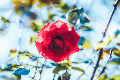 Close-up of red flower blooming against sky