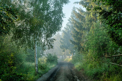 Forest on a foggy morning. light rays streaming through the fog illuminates the fir and cedar trees