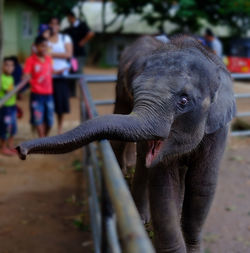 Baby elephant in pinwala elephant orphanage. sri lanka. trunk extended.