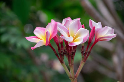 Close-up of pink flowering plant