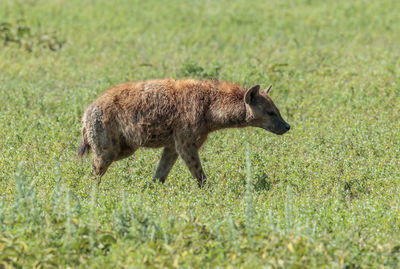 Hyena walking on field