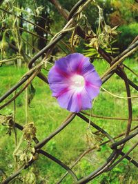 Close-up of purple flower