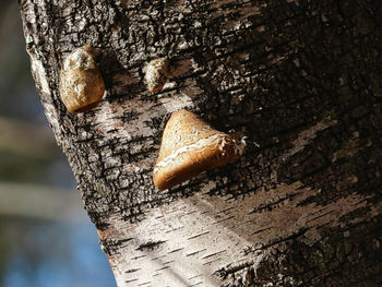 Close-up of leaf on tree trunk