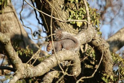 Close-up of a squirrel on tree branch