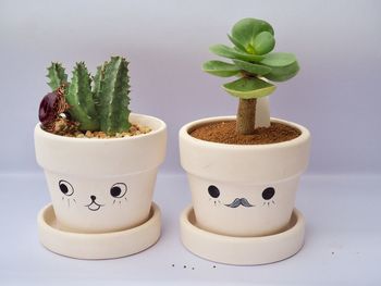 Close-up of potted plant on table