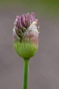 Close-up of pink flower buds