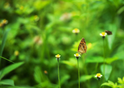 Close-up of butterfly pollinating on flower