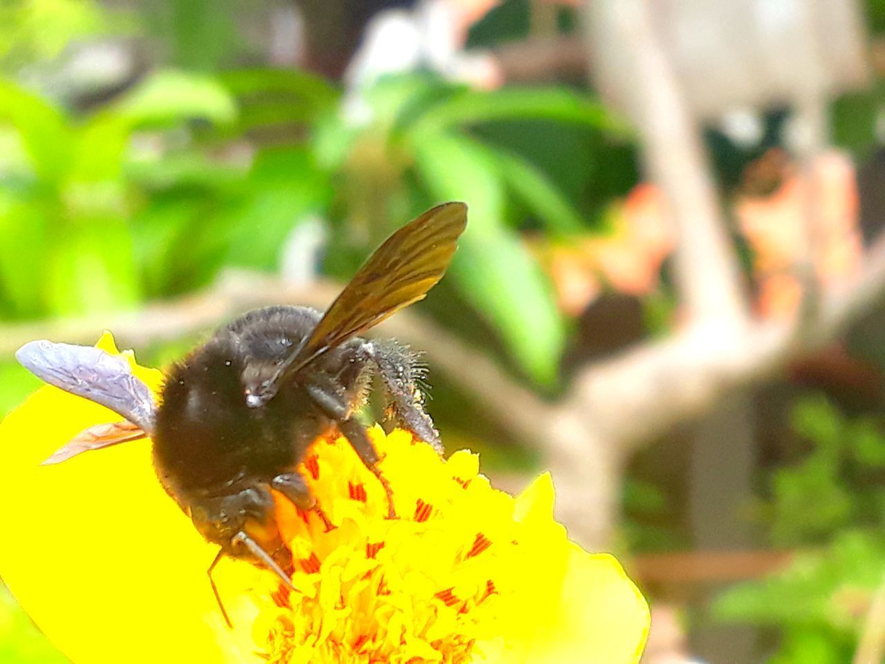 CLOSE-UP OF HONEY BEE POLLINATING ON FLOWER