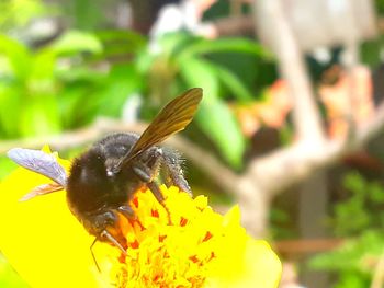 Close-up of butterfly pollinating on flower