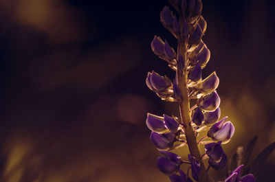 Close-up of purple flowering plant