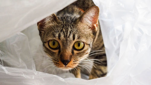 Close-up portrait of a cat