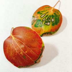 High angle view of rotting leaf on table