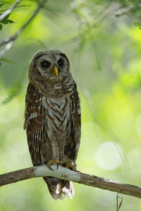 Portrait of owl perching on branch