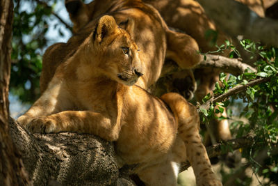 Close-up of lion cub lying on branches