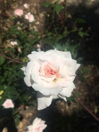 Close-up of white rose blooming outdoors