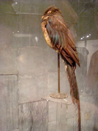 Close-up of eagle perching