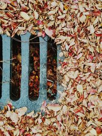 Close-up of dry autumn leaves