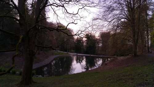 Bare trees by lake