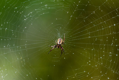 Close-up of spider on web