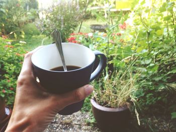 Close-up of cropped hand holding plant