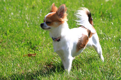 View of a dog on field