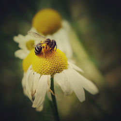 Close-up of insect on yellow flower