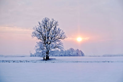 Trees on snow covered field against sky during sunset