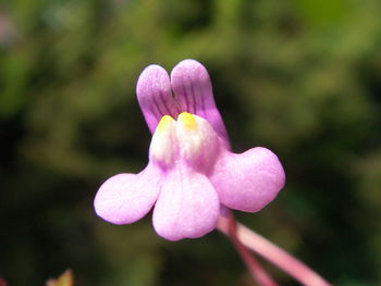 Close-up of pink flower blooming outdoors