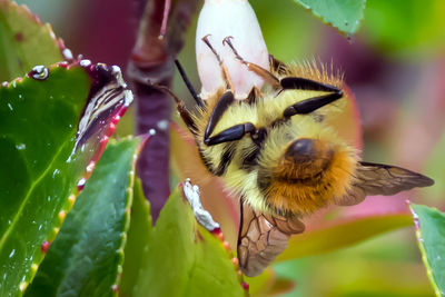 Close-up of bee on flower