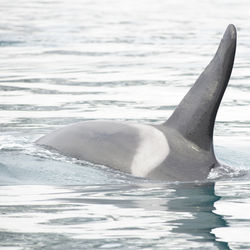 Killer whale swimming in sea