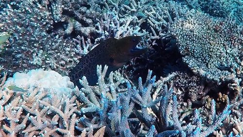 Close-up of lizard on tree
