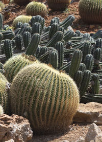 High angle view of succulent plant on field