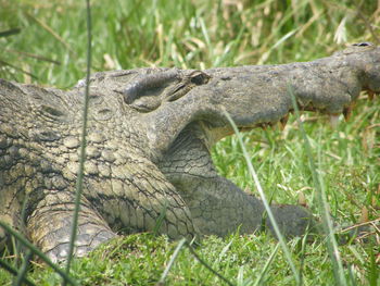 Close-up of lizard on grass