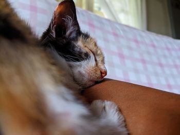 Close-up of cat sleeping on bed