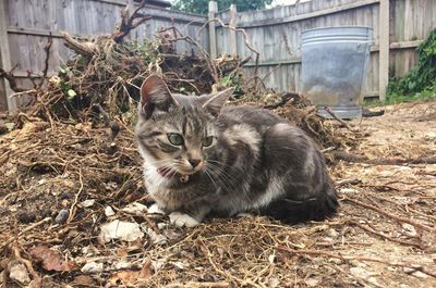 Close-up portrait of cat sitting outdoors