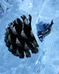 Close-up of ice on frozen water