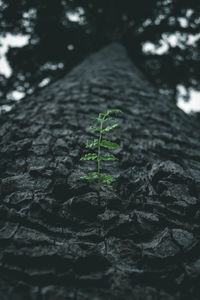 Close-up of plant growing on rock
