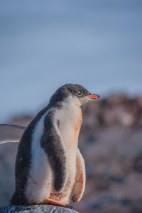 Close-up of bird