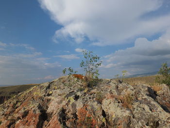 Plants on rocks on hill against sky
