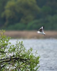 Bird flying over lake