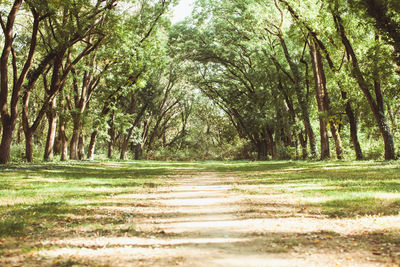 Scenic view of forest