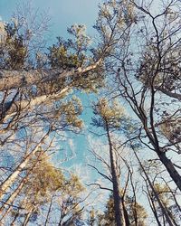 Low angle view of trees against sky