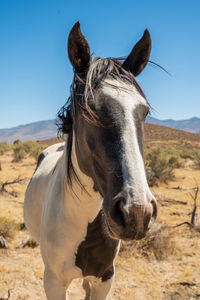 Wild horse with spots called an appaloosa horse in nevada desert