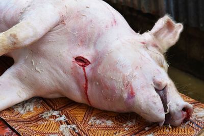 Close-up of dead pig