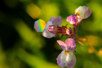Close-up of pink flowering plant