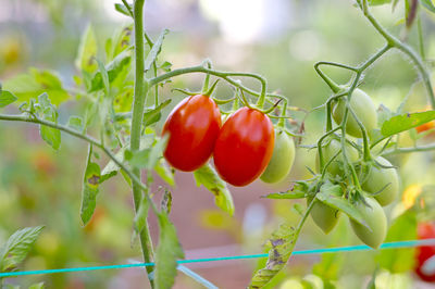 Close-up of red berries on plant