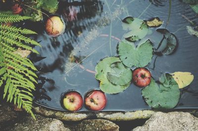 High angle view apples in lake