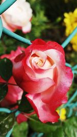 Close-up of rose blooming in garden