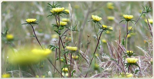 Close-up of yellow flowers blooming on field